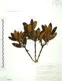 中文名:玉山杜鵑(S089530)學名:Rhododendron pseudochrysanthum Hayata(S089530)英文名:Yu-shan Rhododendron