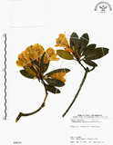 中文名:玉山杜鵑(S090191)學名:Rhododendron pseudochrysanthum Hayata(S090191)英文名:Yu-shan Rhododendron