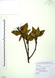 中文名:玉山杜鵑(S099031)學名:Rhododendron pseudochrysanthum Hayata(S099031)英文名:Yu-shan Rhododendron