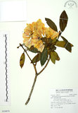 中文名:玉山杜鵑(S109078)學名:Rhododendron pseudochrysanthum Hayata(S109078)英文名:Yu-shan Rhododendron