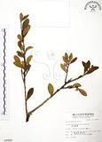 中文名:凹葉越橘(S009489)學名:Vaccinium emarginatum Hayata(S009489)英文名:Tuber-bearing Blue Berry