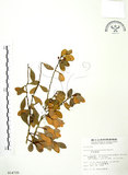 中文名:凹葉越橘(S014725)學名:Vaccinium emarginatum Hayata(S014725)英文名:Tuber-bearing Blue Berry