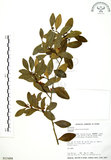 中文名:凹葉越橘(S015488)學名:Vaccinium emarginatum Hayata(S015488)英文名:Tuber-bearing Blue Berry