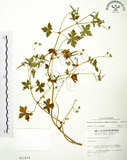 中文名:老鸛草(S011674)學名:Geranium wilfordii Maxim.(S011674)