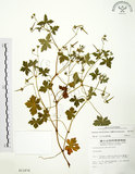 中文名:老鸛草(S011676)學名:Geranium wilfordii Maxim.(S011676)