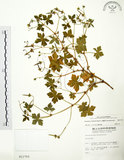 中文名:老鸛草(S011753)學名:Geranium wilfordii Maxim.(S011753)