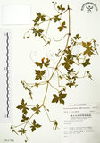 中文名:老鸛草(S011754)學名:Geranium wilfordii Maxim.(S011754)