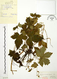 中文名:老鸛草(S027079)學名:Geranium wilfordii Maxim.(S027079)