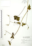 中文名:老鸛草(S028577)學名:Geranium wilfordii Maxim.(S028577)