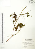 中文名:老鸛草(S030758)學名:Geranium wilfordii Maxim.(S030758)