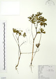 中文名:老鸛草(S100038)學名:Geranium wilfordii Maxim.(S100038)