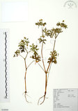 中文名:老鸛草(S100069)學名:Geranium wilfordii Maxim.(S100069)