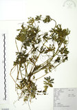 中文名:老鸛草(S104409)學名:Geranium wilfordii Maxim.(S104409)