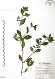 中文名:克非亞草(S063393)學名:Cuphea cartagenesis (Jacq.) Macbrids(S063393)