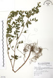 中文名:克非亞草(S071796)學名:Cuphea cartagenesis (Jacq.) Macbrids(S071796)