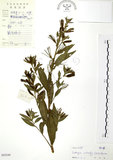 中文名:水丁香(S045249)學名:Ludwigia octovalvis (Jacq.) Raven(S045249)