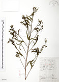 中文名:水丁香(S053242)學名:Ludwigia octovalvis (Jacq.) Raven(S053242)