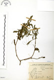 中文名:水丁香(S066567)學名:Ludwigia octovalvis (Jacq.) Raven(S066567)