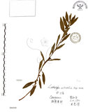 中文名:水丁香(S066569)學名:Ludwigia octovalvis (Jacq.) Raven(S066569)