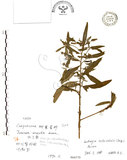 中文名:水丁香(S066570)學名:Ludwigia octovalvis (Jacq.) Raven(S066570)