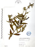 中文名:水丁香(S066578)學名:Ludwigia octovalvis (Jacq.) Raven(S066578)