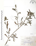 中文名:水丁香(S066581)學名:Ludwigia octovalvis (Jacq.) Raven(S066581)