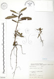 中文名:水丁香(S066590)學名:Ludwigia octovalvis (Jacq.) Raven(S066590)