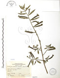 中文名:水丁香(S066593)學名:Ludwigia octovalvis (Jacq.) Raven(S066593)