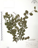 中文名:馬甲子(S002881)學名:Paliurus ramosissimus (Lour.) Poir.(S002881)英文名:Thorny Wingnut