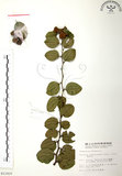 中文名:馬甲子(S011937)學名:Paliurus ramosissimus (Lour.) Poir.(S011937)英文名:Thorny Wingnut