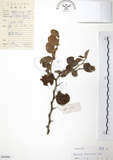 中文名:馬甲子(S044998)學名:Paliurus ramosissimus (Lour.) Poir.(S044998)英文名:Thorny Wingnut