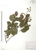 中文名:馬甲子(S047410)學名:Paliurus ramosissimus (Lour.) Poir.(S047410)英文名:Thorny Wingnut