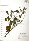 中文名:馬甲子(S048424)學名:Paliurus ramosissimus (Lour.) Poir.(S048424)英文名:Thorny Wingnut