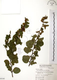 中文名:馬甲子(S051365)學名:Paliurus ramosissimus (Lour.) Poir.(S051365)英文名:Thorny Wingnut