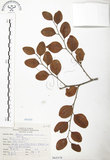 中文名:馬甲子(S065578)學名:Paliurus ramosissimus (Lour.) Poir.(S065578)英文名:Thorny Wingnut