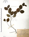 中文名:馬甲子(S065579)學名:Paliurus ramosissimus (Lour.) Poir.(S065579)英文名:Thorny Wingnut