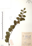 中文名:馬甲子(S086703)學名:Paliurus ramosissimus (Lour.) Poir.(S086703)英文名:Thorny Wingnut