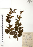 中文名:馬甲子(S087164)學名:Paliurus ramosissimus (Lour.) Poir.(S087164)英文名:Thorny Wingnut