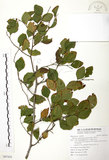 中文名:馬甲子(S097414)學名:Paliurus ramosissimus (Lour.) Poir.(S097414)英文名:Thorny Wingnut
