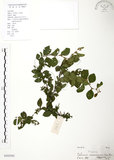 中文名:馬甲子(S102562)學名:Paliurus ramosissimus (Lour.) Poir.(S102562)英文名:Thorny Wingnut