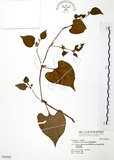 中文名:蕺菜(S036969)學名:Houttuynia cordata Thunb.(S036969)中文別名:臭腥草