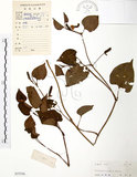 中文名:蕺菜(S037526)學名:Houttuynia cordata Thunb.(S037526)中文別名:臭腥草