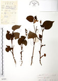 中文名:蕺菜(S037825)學名:Houttuynia cordata Thunb.(S037825)中文別名:臭腥草