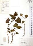 中文名:蕺菜(S056434)學名:Houttuynia cordata Thunb.(S056434)中文別名:臭腥草