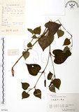 中文名:蕺菜(S057883)學名:Houttuynia cordata Thunb.(S057883)中文別名:臭腥草