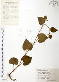 中文名:蕺菜(S060978)學名:Houttuynia cordata Thunb.(S060978)中文別名:臭腥草