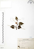 中文名:蕺菜(S066210)學名:Houttuynia cordata Thunb.(S066210)中文別名:臭腥草