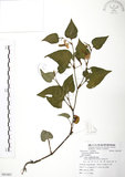 中文名:蕺菜(S081807)學名:Houttuynia cordata Thunb.(S081807)中文別名:臭腥草