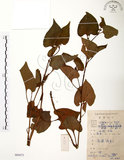 中文名:蕺菜(S084472)學名:Houttuynia cordata Thunb.(S084472)中文別名:臭腥草