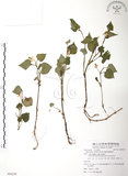 中文名:蕺菜(S088239)學名:Houttuynia cordata Thunb.(S088239)中文別名:臭腥草